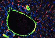 Scientists have identified a key gene in blood vessels which could provide a new way to assess and potentially treat liver disease. 