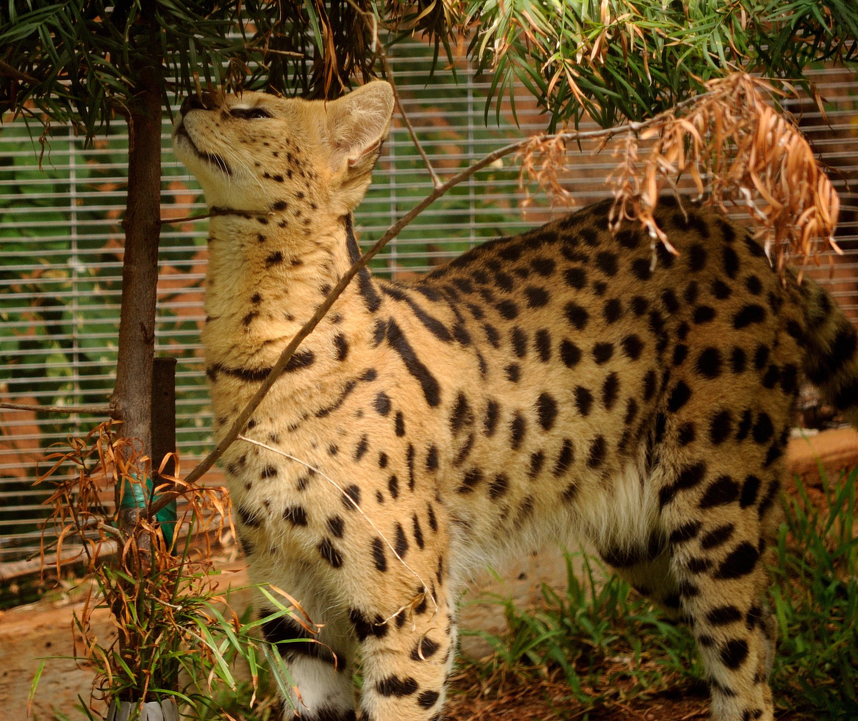 Viquijúnior:Grans felins/Serval