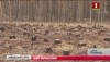 Миллионы кубометров леса лежат на складах (телеканал «Беларусь-1», программа «Главный эфир», 21-00)