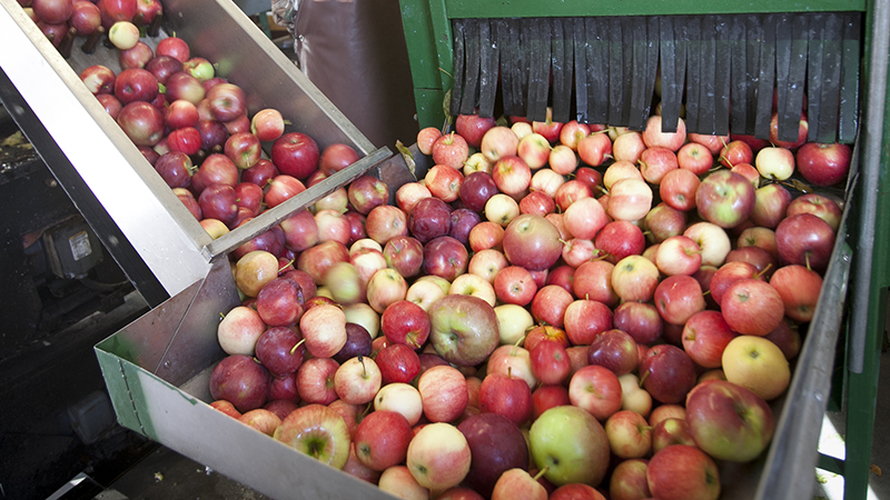 Apples being processed in machinery.