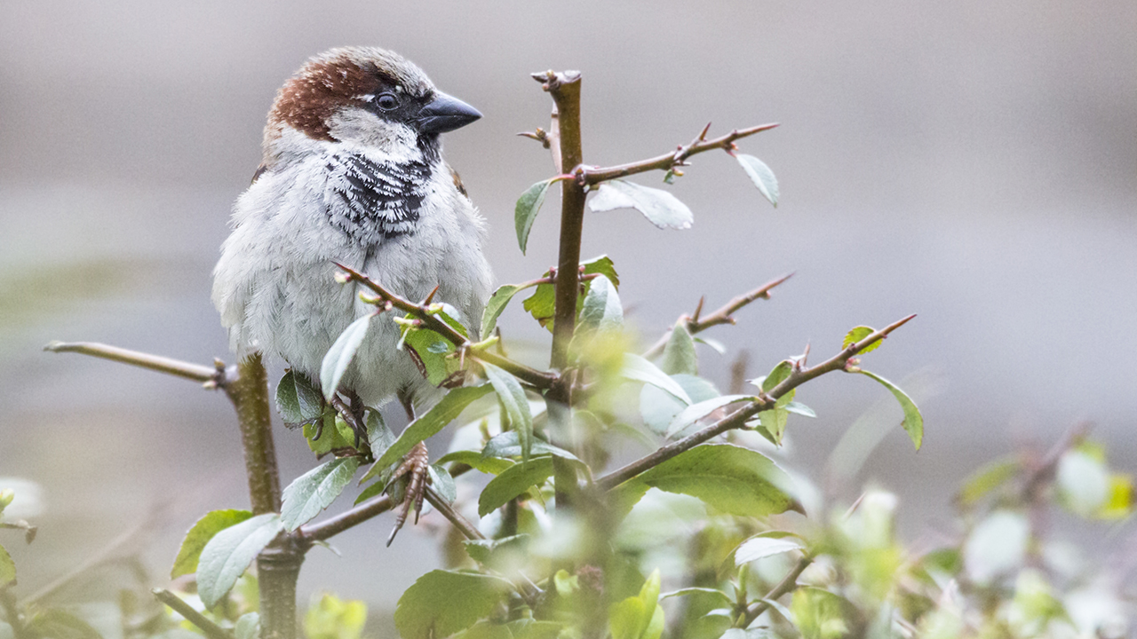 A house sparrow perched.