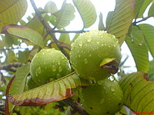 Apple Guava.jpg