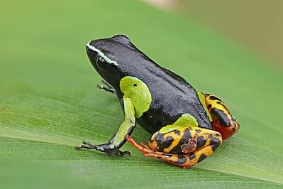 Mantella baroni