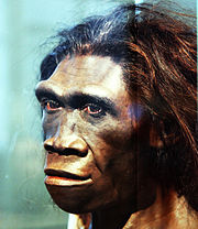 Homo erectus adult female - head model - Smithsonian Museum of Natural History - 2012-05-17.jpg