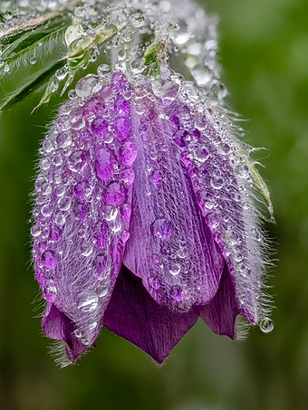 Zvonkovitý květ koniklece německého (Pulsatilla vulgaris) s kapkami vody, německé Rostliny roku 1996