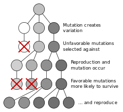 diagram showing Natural selection favoring predominance of surviving mutation