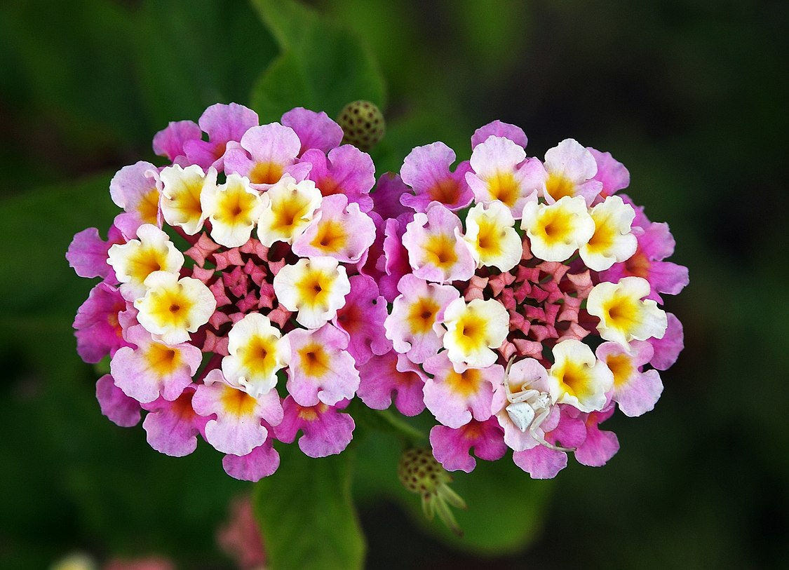 :File:Twin lantana camara edit.jpg