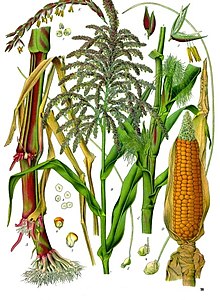 Zea mays - Köhler–s Medizinal-Pflanzen-283.jpg