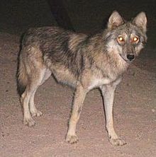 Image of wolf in desert at night with glowing eyes