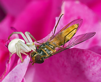 Misumena vatia betina (putih) memangsa Episyrphus