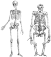 Human and gorilla skeleton