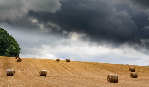 Herefordshire field