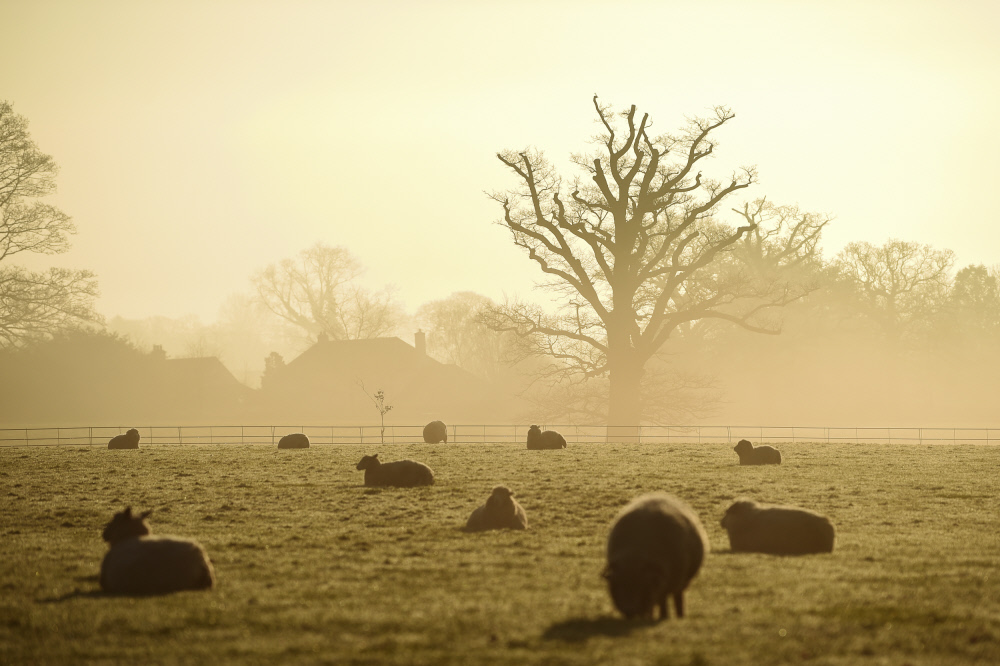 Ewes and lambs on a spring morning at Knightshayes, Devon