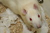 Neuroscientists tell Wikinews about empathy and harm aversion observed in lab rats