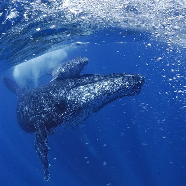 Humpback whale