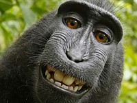 Photographer behind famous 'monkey selfie' is broke after years-long copyright battle