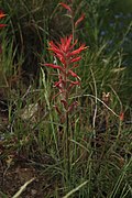 Castilleja subinclusa 7806.JPG