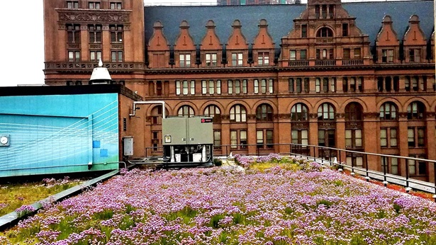 Milwaukee City Hall green roof