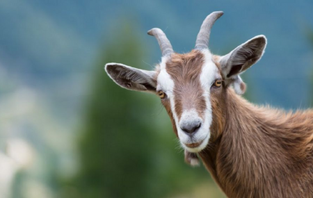 प्रतीकात्मक तस्बिर।