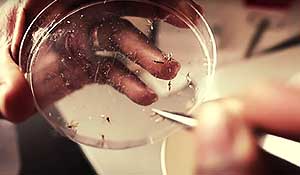 Photo of entomologist transferring mosquito from petri dish