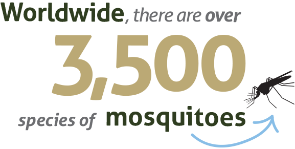 Worldwide, there are over 3,500 species of mosquitos