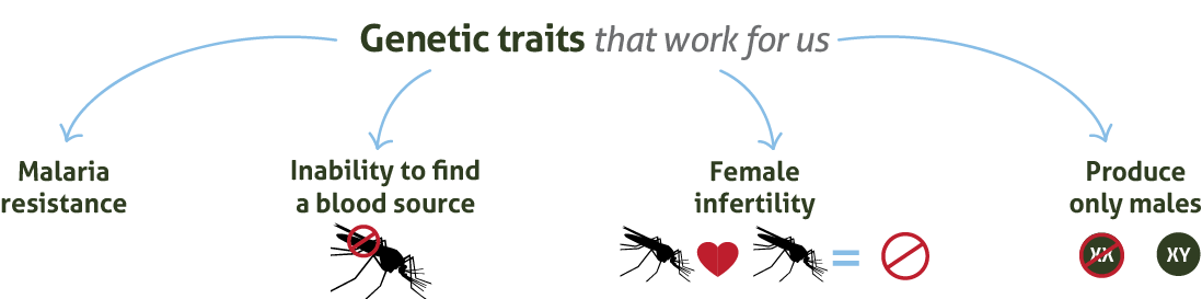 Genetic traits that work for us: Malaria resistance, unable to fly, produce only males, female infertility.