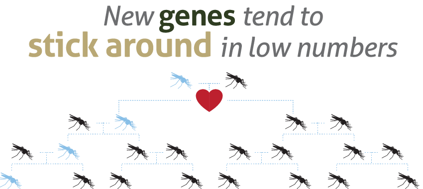 New genes tend to stick around in low numbers