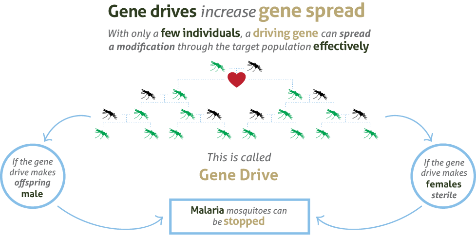 Gene drives increase gene spread. With only a few individuals, a driving gene can spread a modification through the target population effectively. This is called Gene Drive.