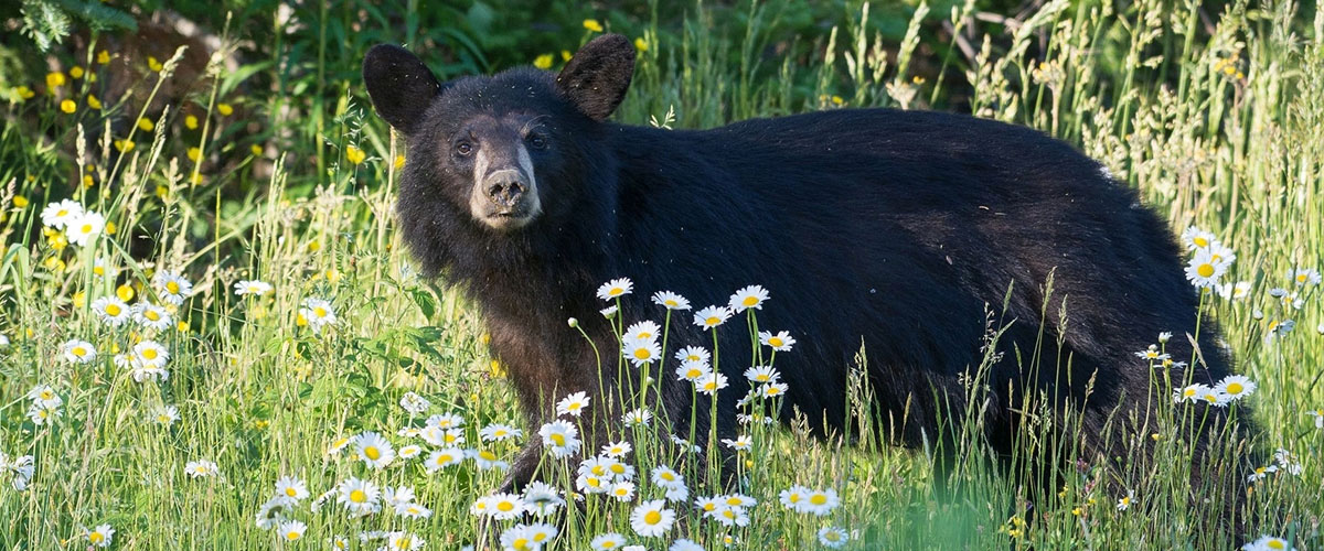 A black bear in a flowery meadow