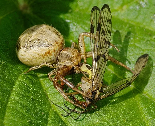 2013.05.18.-32-Kirschgartshaeuser Schlaege Mannheim-Braune-Krabbenspinne-Weibchen.jpg