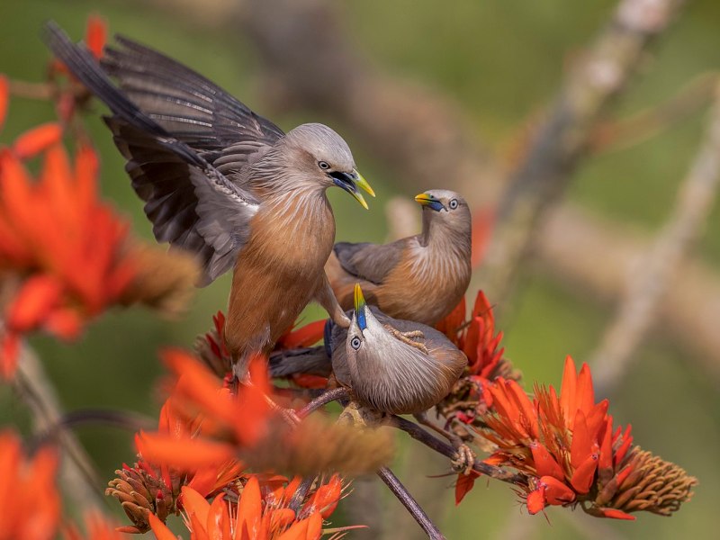 Chestnut-tailed starling (Sturnia malabarica), Satchari National Park