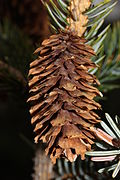 Picea sitchensis 5713.JPG