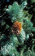 Picea engelmannii UGA2.jpg