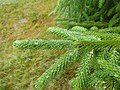 Picea brachytyla Scone palace 02.jpg