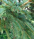 Picea glauca 04.JPG