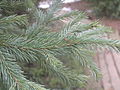 Picea obovata Brno1.JPG