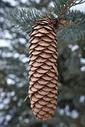 Picea asperata, Arnold Arboretum (32080173332).jpg