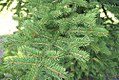 Picea torano 1zz.jpg