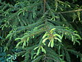 Picea koraiensis young.JPG