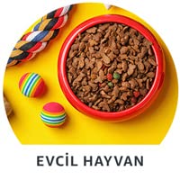 Evcil Hayvan