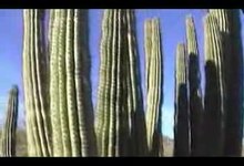 File:OrganPipeCactusNationalMonument.1.ogv