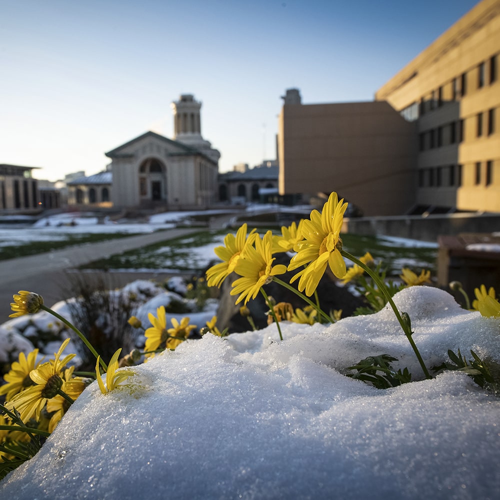 A photo of yellow flowers in the snow