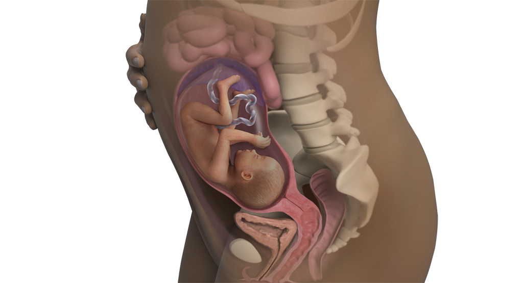 Image of a woman and her baby at 26 weeks of pregnancy.