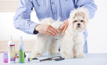 89% Off an Online Dog Grooming Course  