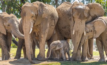 1-Day Admission for One Adult or Child to San Diego Zoo Safari Park  