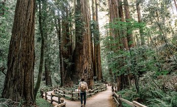 The Ultimate Day in the Bay Including Muir Woods