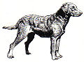 Chesapeake Bay Retriever (PSF).jpg