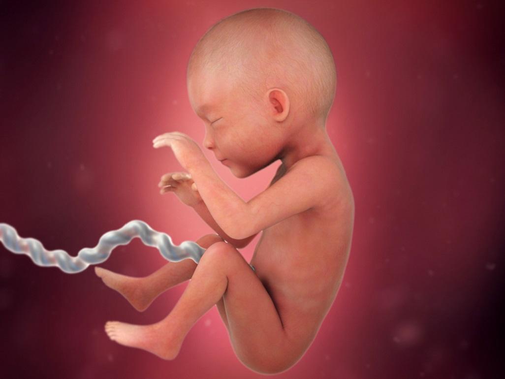 Fetal development diagram - six months