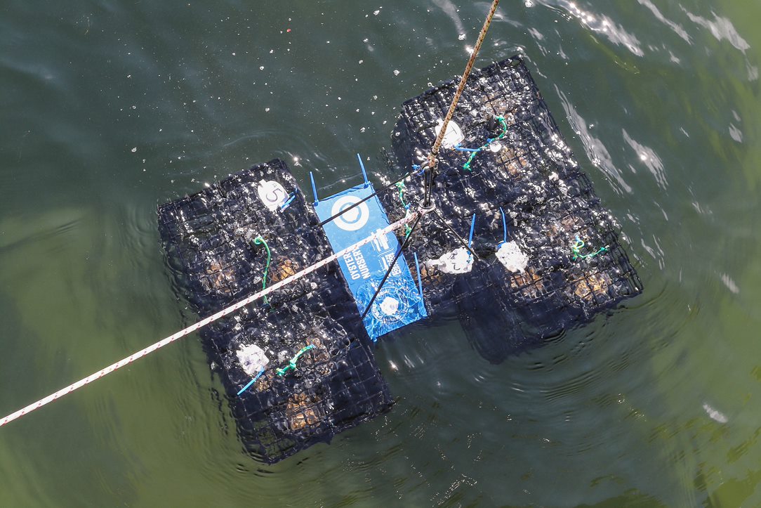 Oyster nurseries, Firth of Clyde, Scotland