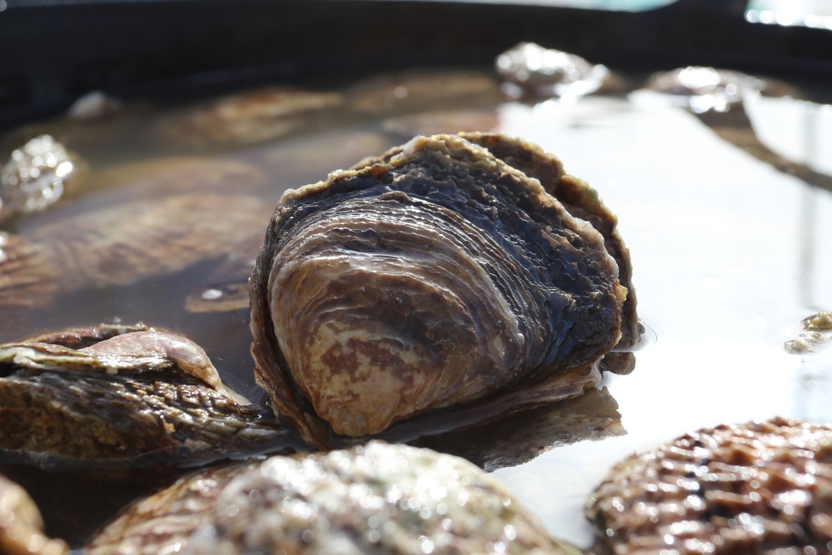 Native oyster, Ostrea edulis